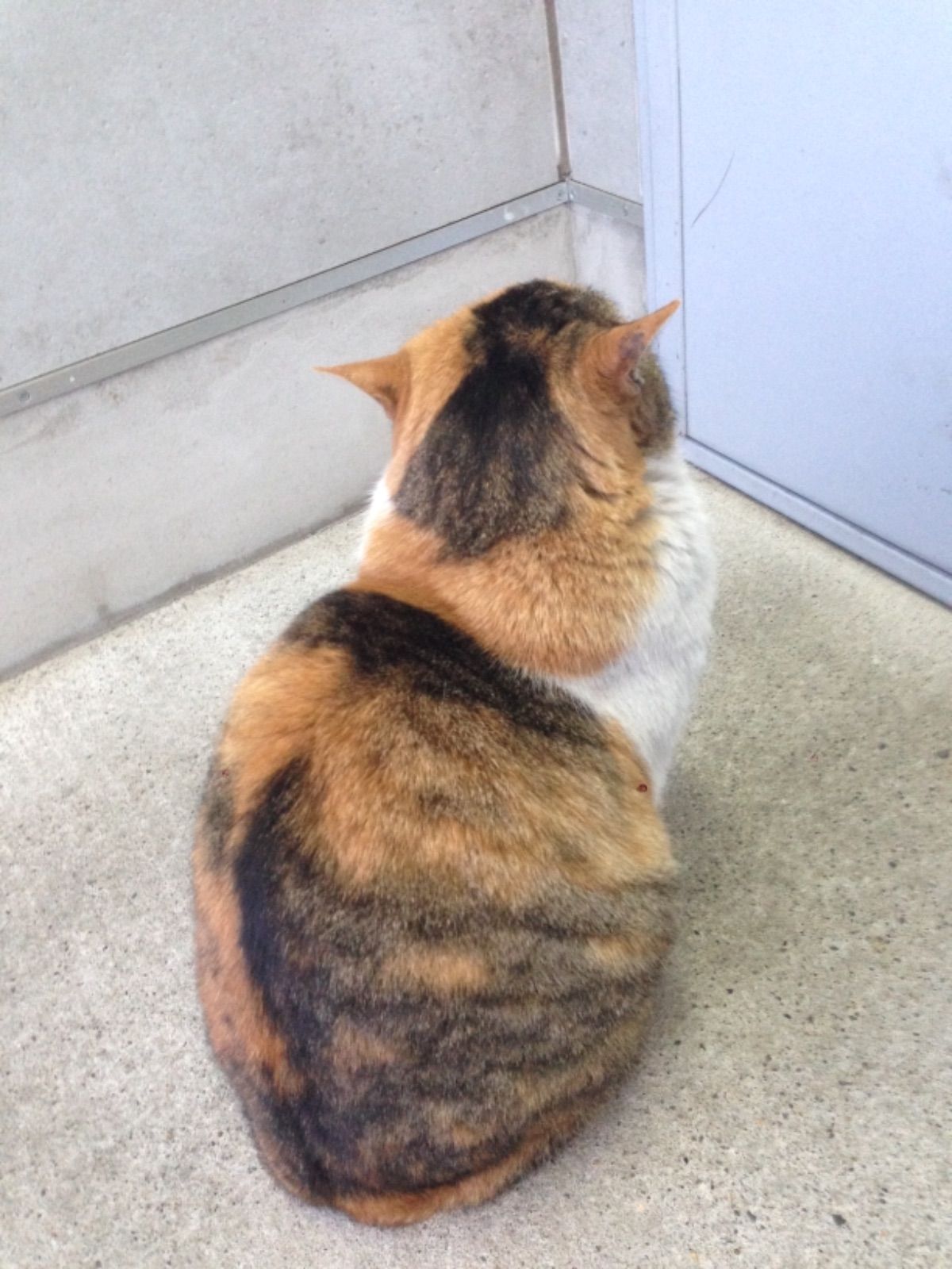 ヨロズアキナイセン - メルカリShops