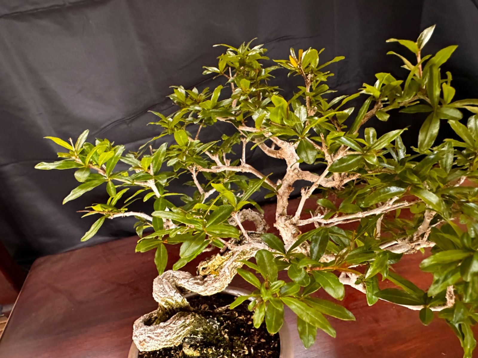 盆栽 ネジ幹ザクロ ネジカンザクロ - メルカリ