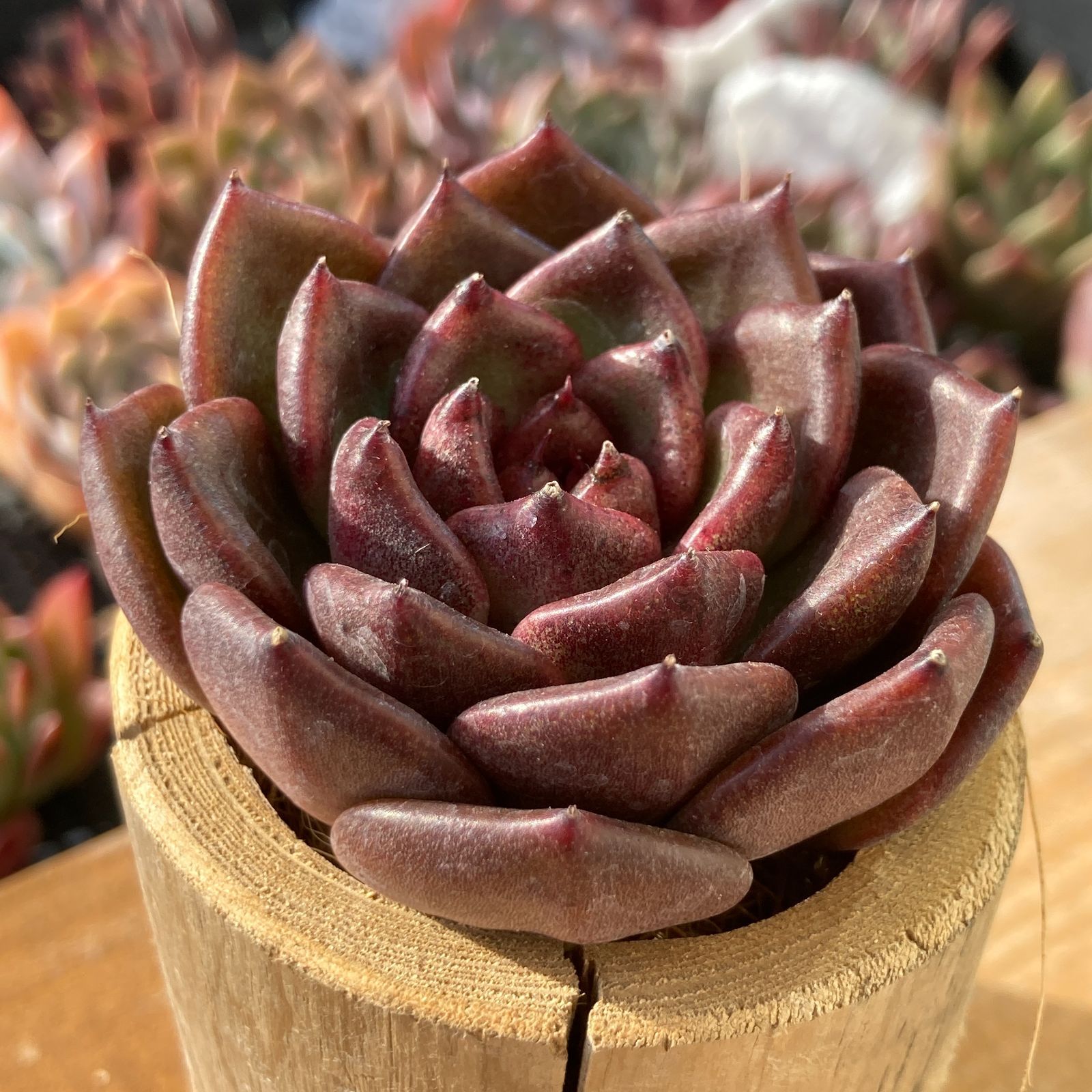 新作】エケべリア 韓国苗 ブラックチェリー 大苗 多肉植物 s_6103 多肉