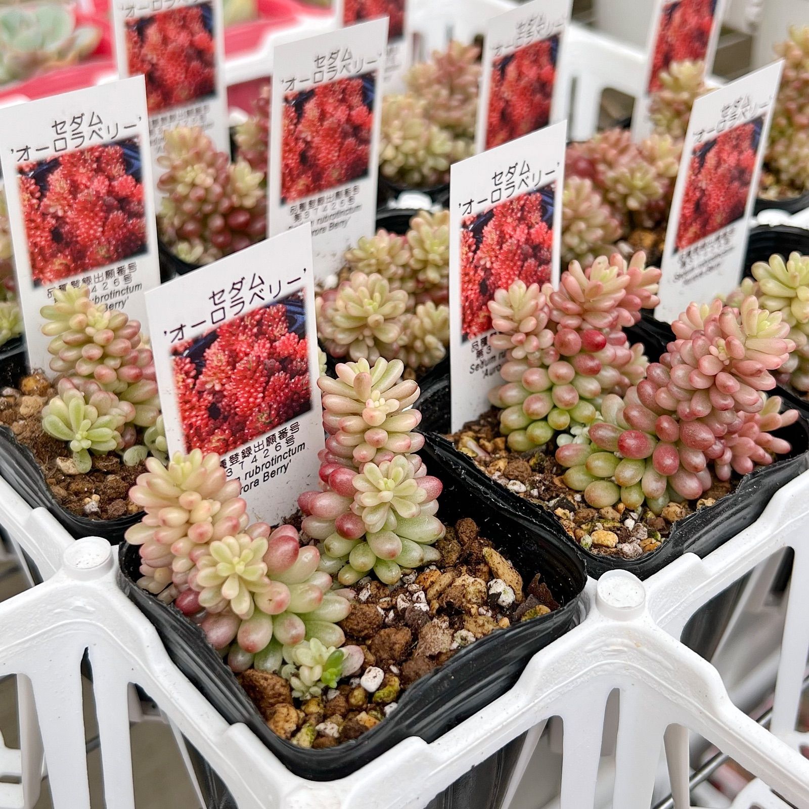 新発売 セダム オーロラベリー 【レッドベリー錦】 札付き 新発売