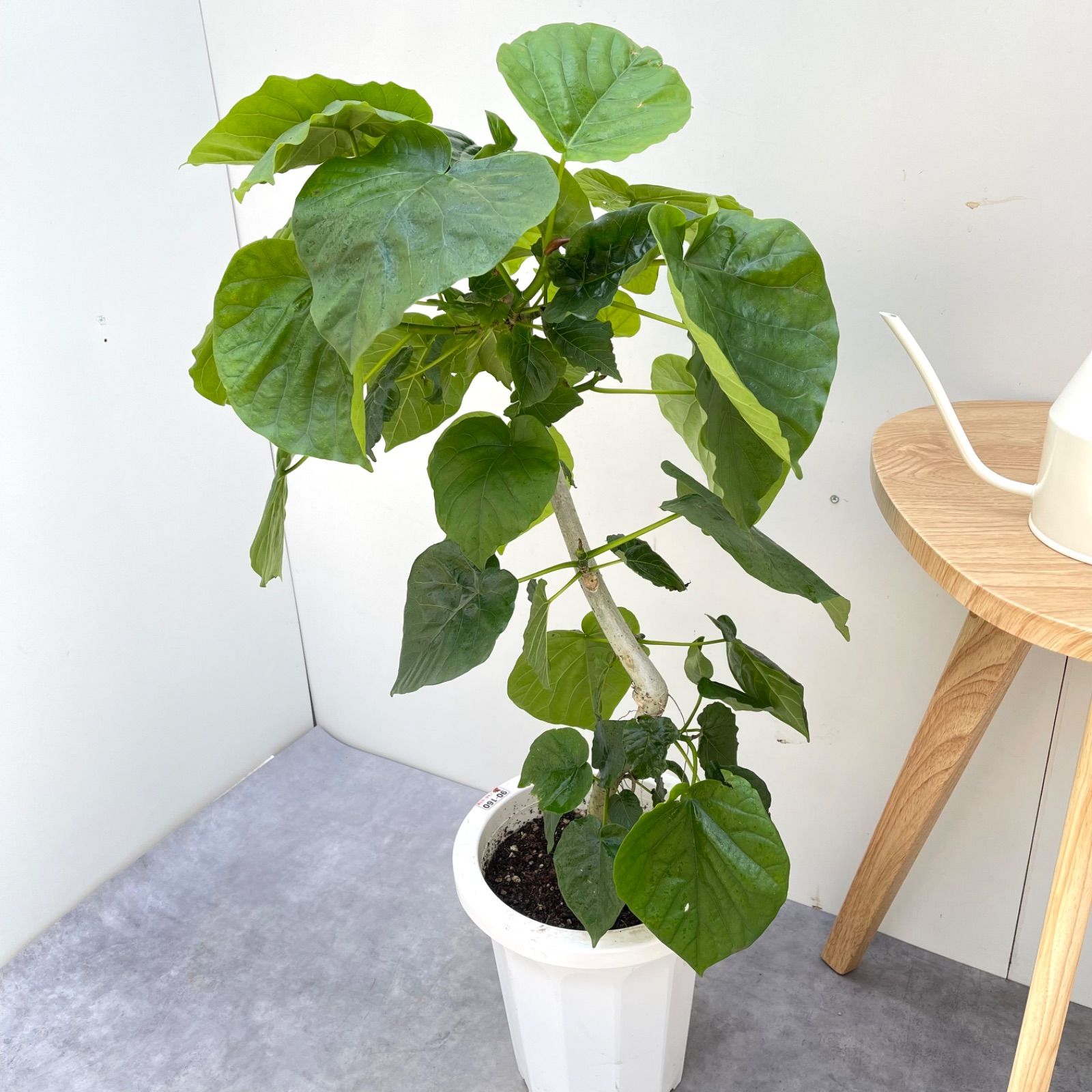 室内 大型