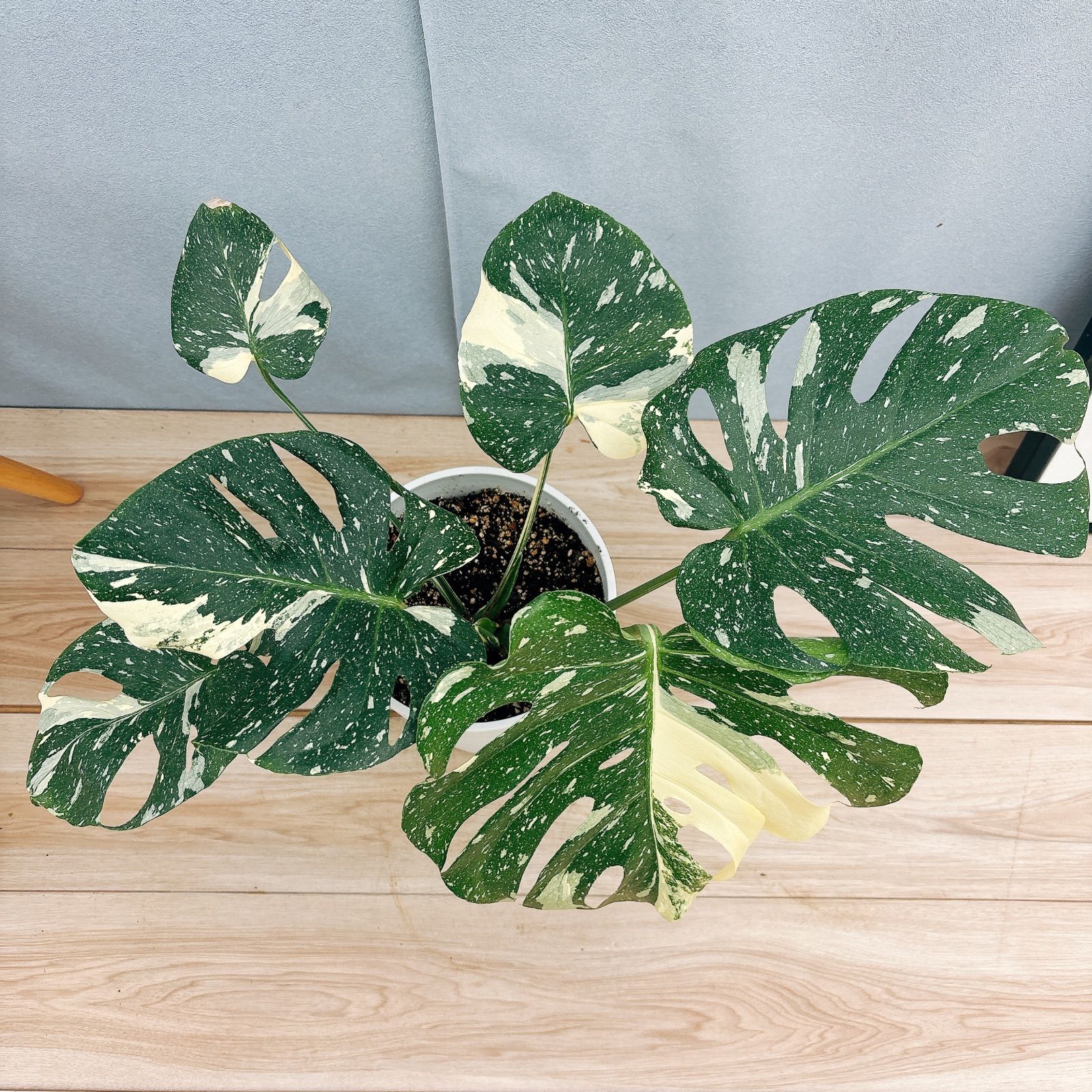 観葉植物 室内