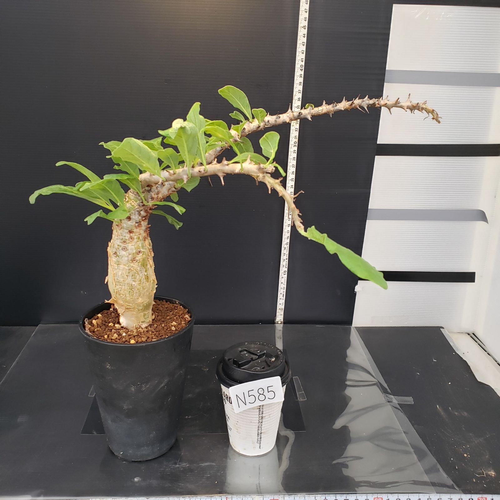 【現品】セサモタムナス・ブッセヌス　７号 現品】セサモタムナス・ブッセヌス 7号 現品・現物】セサモタムナス