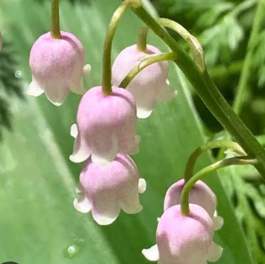 ピンクのスズラン 3号苗（花芽未確認）