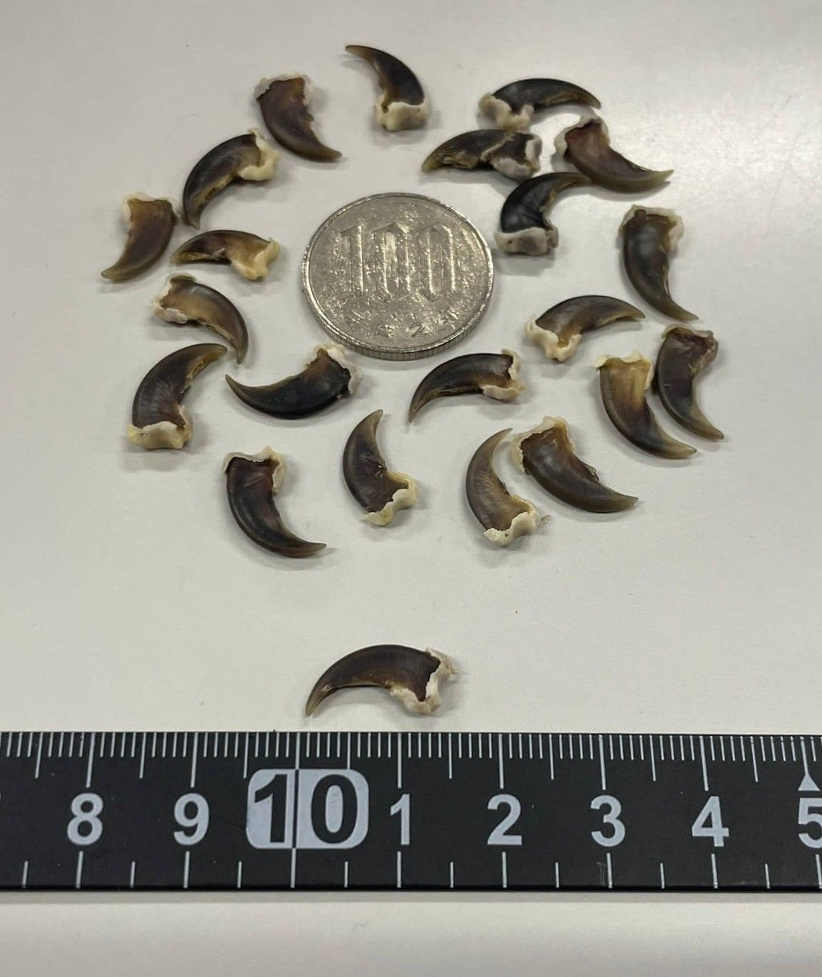 コヨーテcoyote爪 20本セット（ブラック）