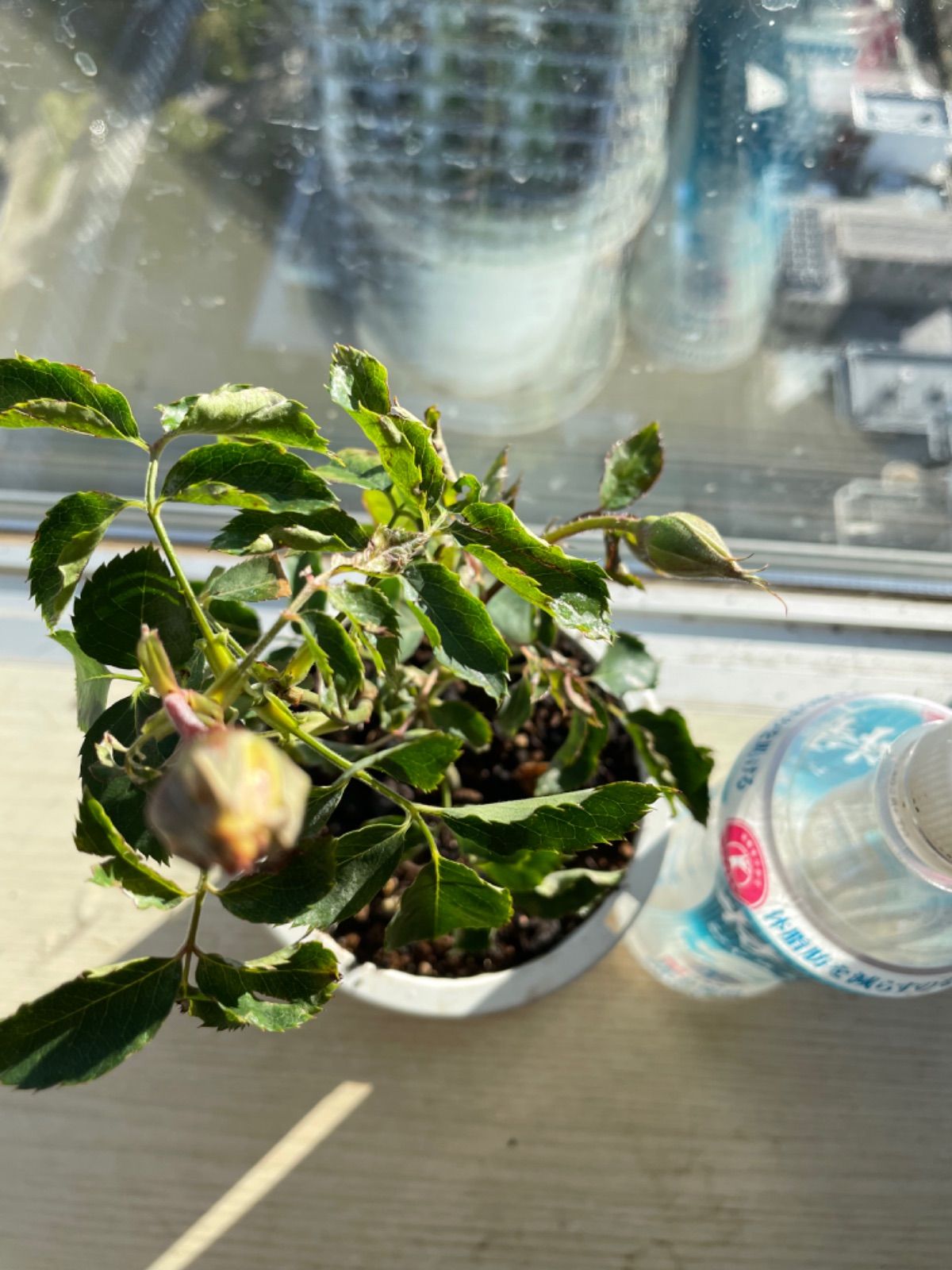 蕾二つ付き♡超強香！大好きな薔薇 絶世の氷美人 バラ苗 数量