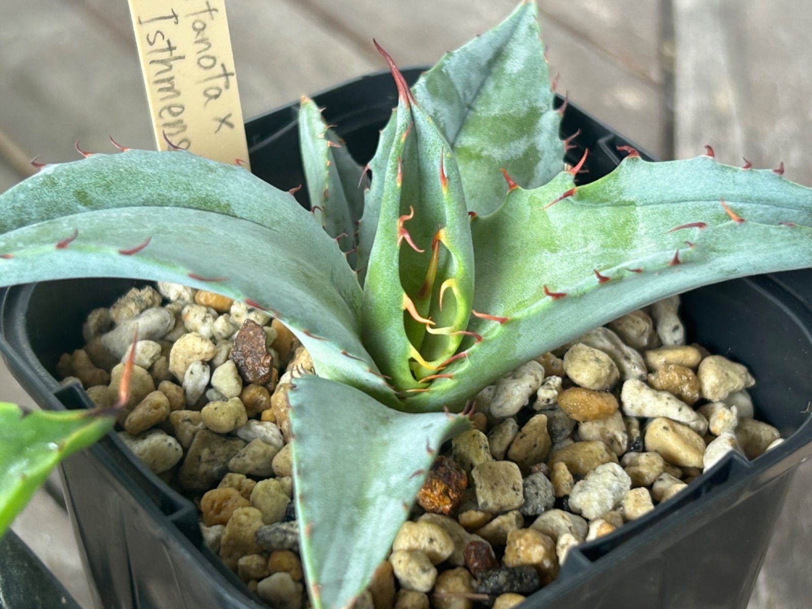 アガベ ハイブリッド 子株セット 【公式通販】