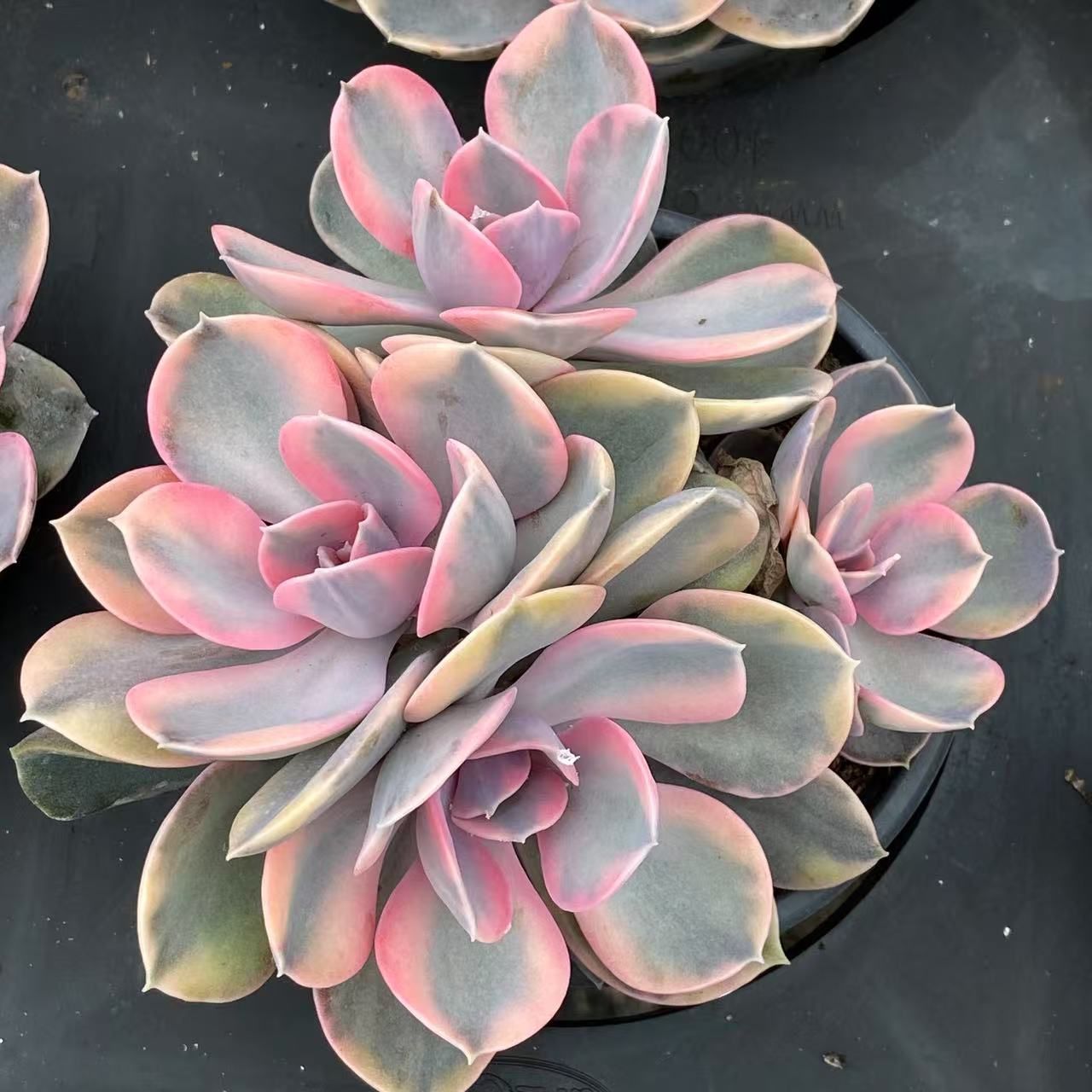 新入荷 ジプシー ZM1619×18鉢 抜き苗 多肉植物 アエオニウム