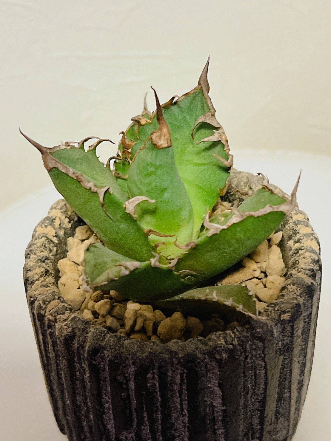 アガベチタノタFO-76  カエサル シーザー 凱撤  Agave アガベ・チタノタ シーザー（凱撒）中-019｜agave titanota