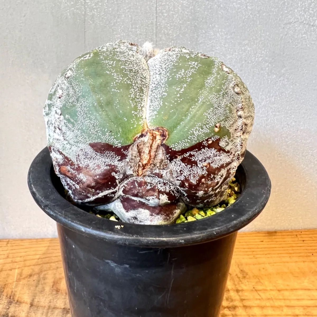 四角ランポー玉 アストロフィツム 鸞鳳玉 - メルカリ