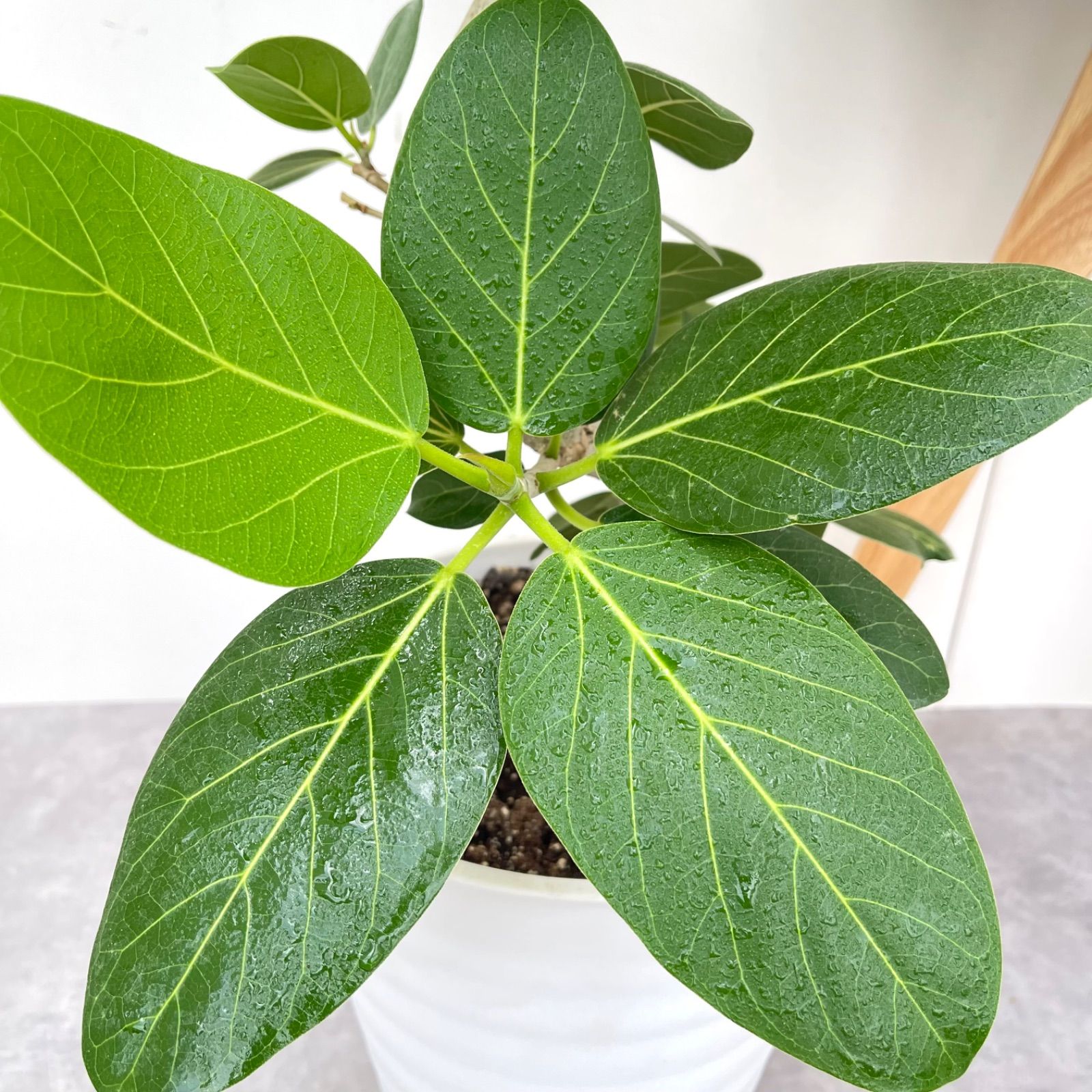 フィカス ベンガレンシス 曲がり 14【現品】観葉植物 大型 室内