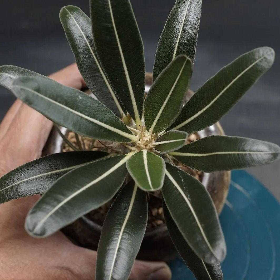 グラキリス 管理2405