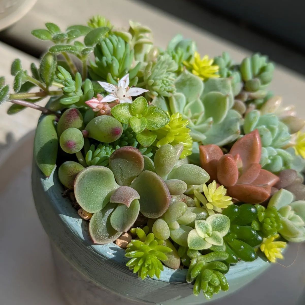 多肉植物 カット苗 寄せ植えセット ミニ 2つセット ⑤ - メルカリ