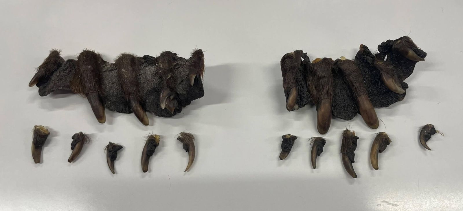 ビーバー　beaver　手 爪セット ビーバー beaver 手 爪セット