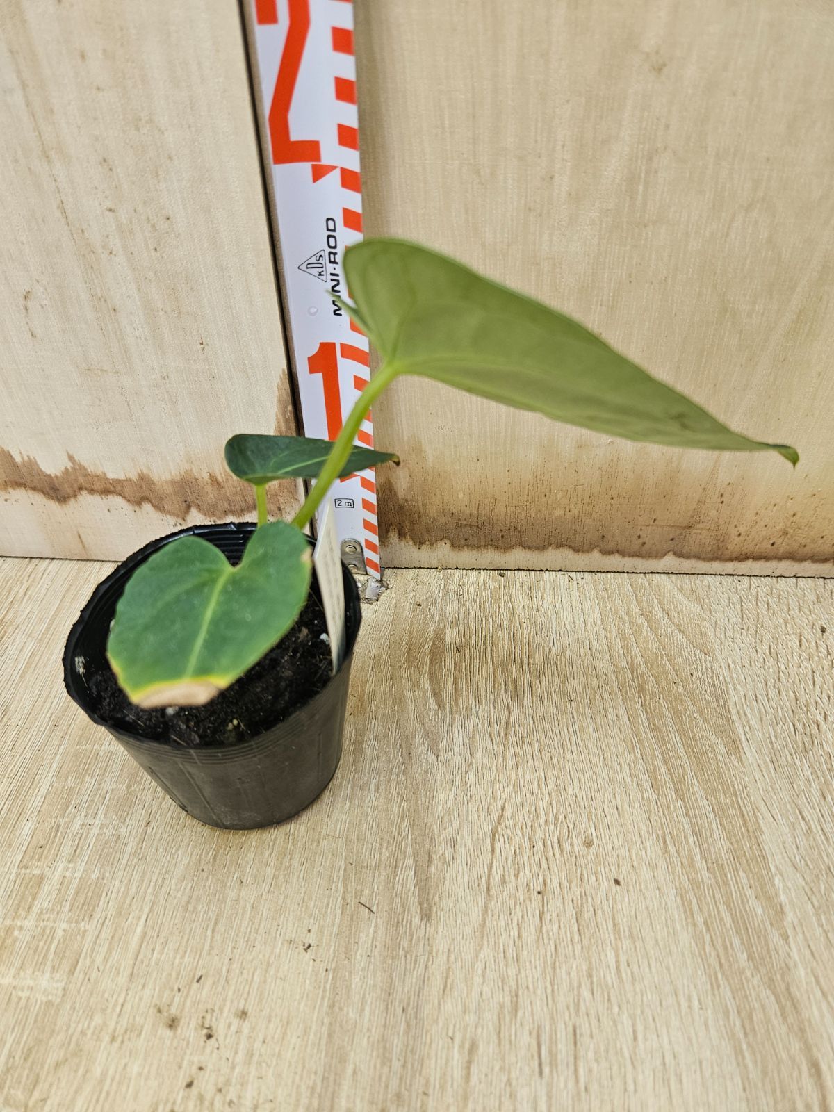 アンスリウム レガレ Anthurium regare 【公式通販】