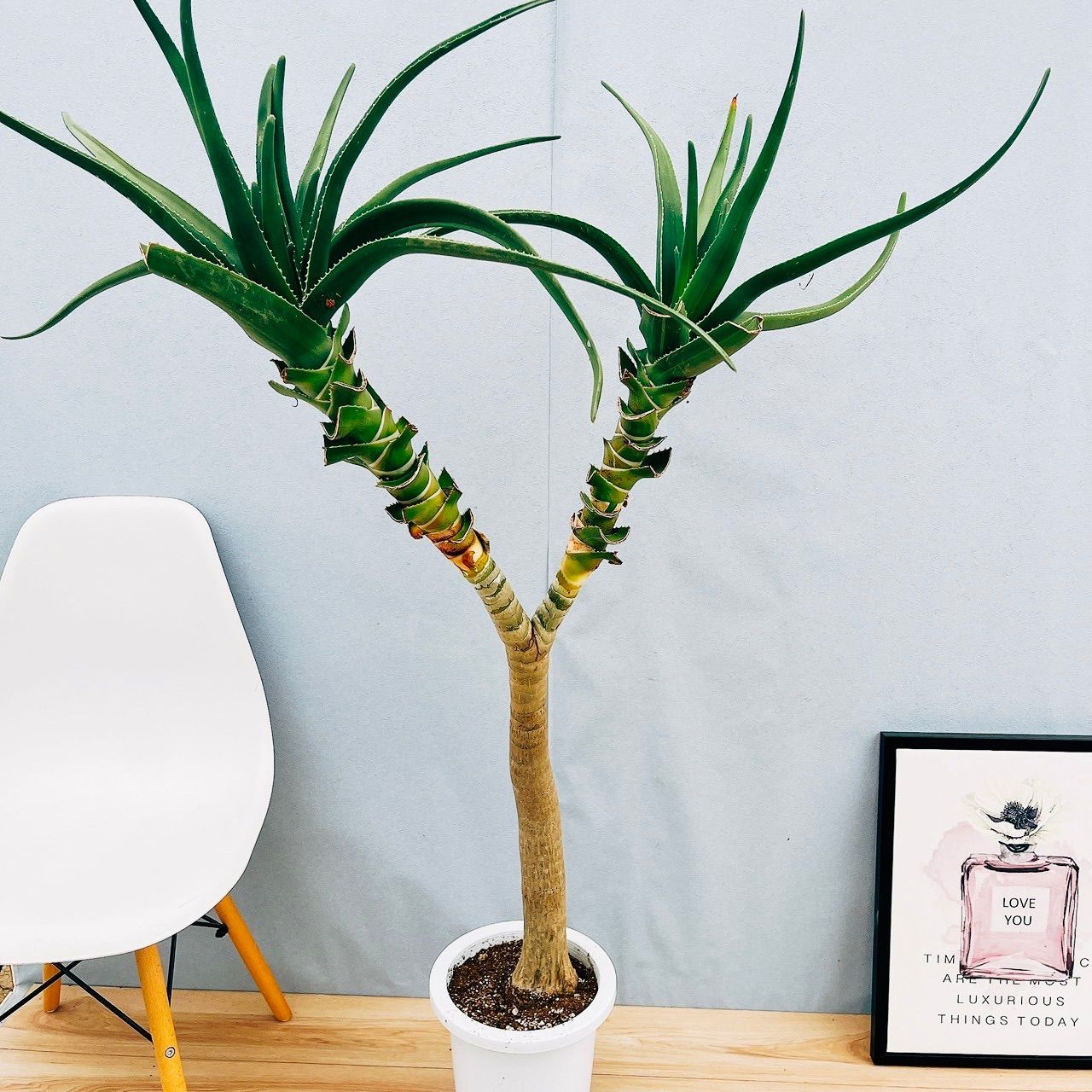 現品］84番アロエディコトマ8号観葉植物室内大型屋外おしゃれ