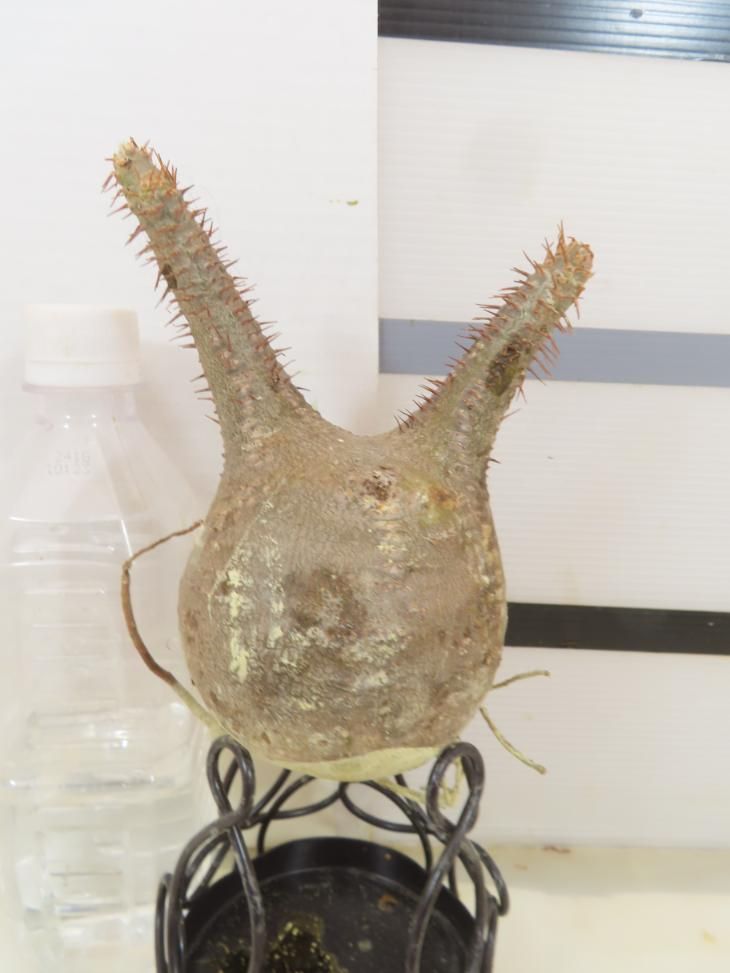 5258 「塊根植物」パキポディウム グラキリスM 　厳選株 抜き苗【6/26最新到着・gracilius・根切確認済・到着後3日以内返品OK】