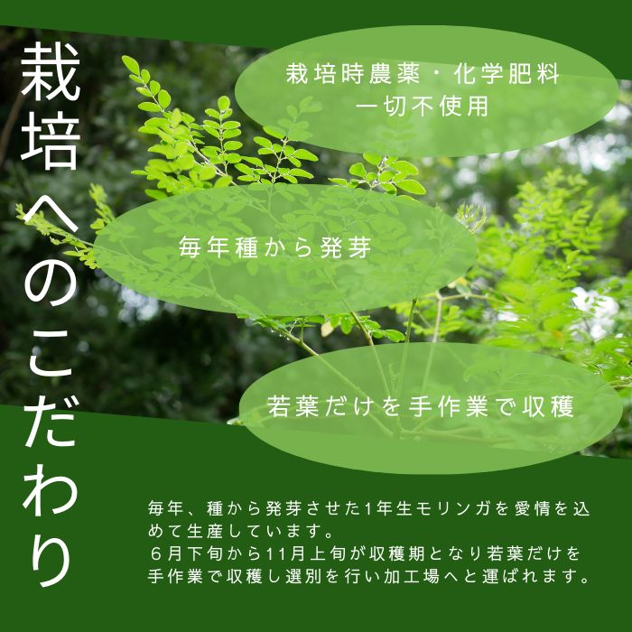 モリンガパウダー 200g (100g×2袋) 国産 無添加 モリンガ 粉末 無農薬 無化学肥料 腸活 GABA - メルカリ