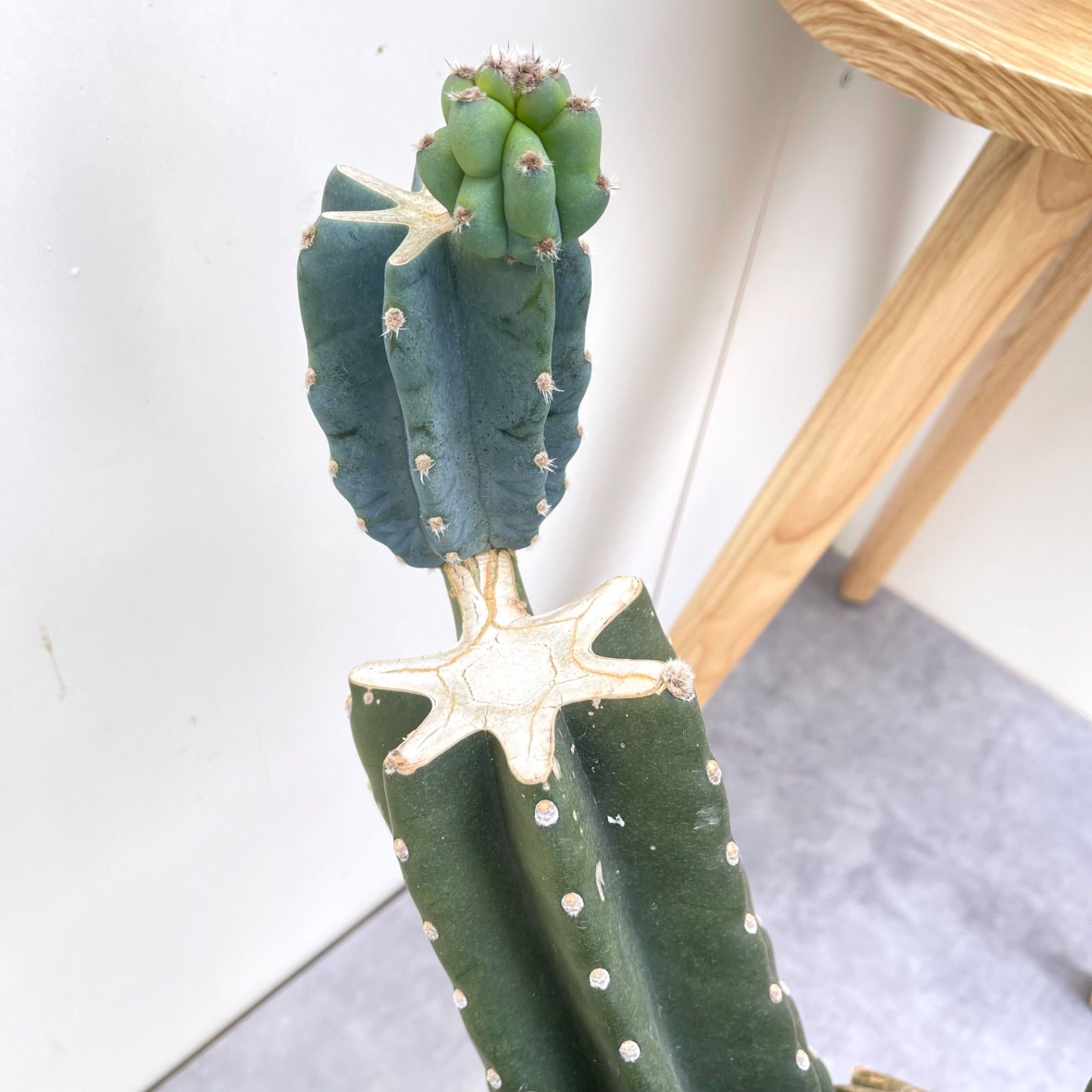 柱サボテン ブランチ 10【現品】観葉植物 室内 ドライガーデン 大型