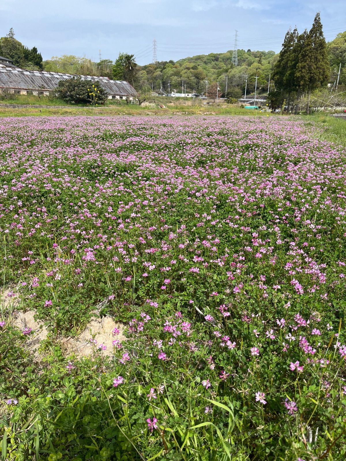 令和6年岡山県産 低農薬『れんげ緑肥栽培』『朝日米』 玄米20㎏『総重量梱包材込』送料無料 - メルカリ