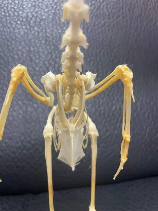 ジャワアカガシラサギの骨格標本 ジャワアカガシラサギ（javan pond heron）全身骨格標本 - メルカリ