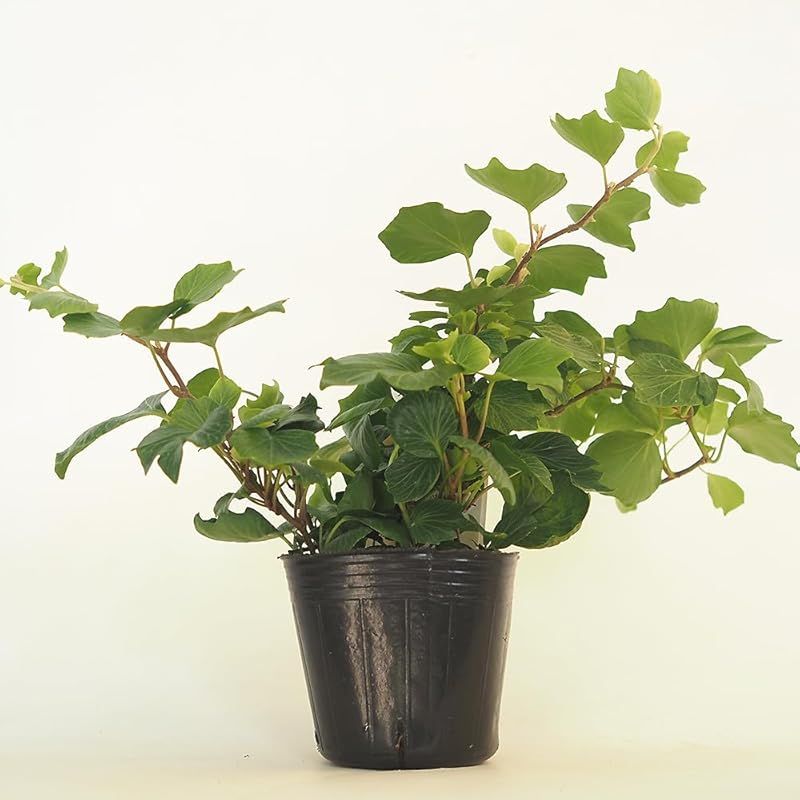 ＩＴＡＮＳＥ ヘデラ コックルシェル 3.5号 8個セット 品種で選べる観葉植物 学名 Hedera helix Cockle Shell ウコギ科ヘデラ属 耐寒性常緑つる性多年草 別名 アイビー セイヨウキヅタ フユヅタ 冬蔦 英名 Comm