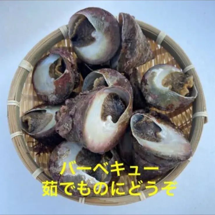 大きい　活シッタカ貝　三角ミナ　ニナ　4キロ