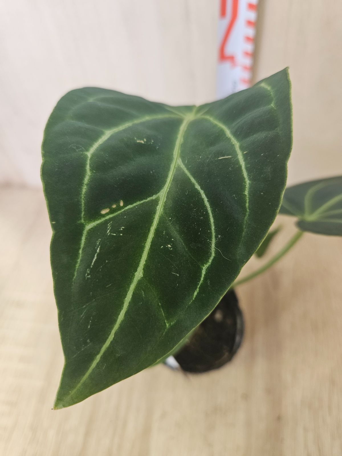 源氏物語 花宴 変形姫沢瀉紋 銘々皿 大皿1枚小皿5枚。6枚セット