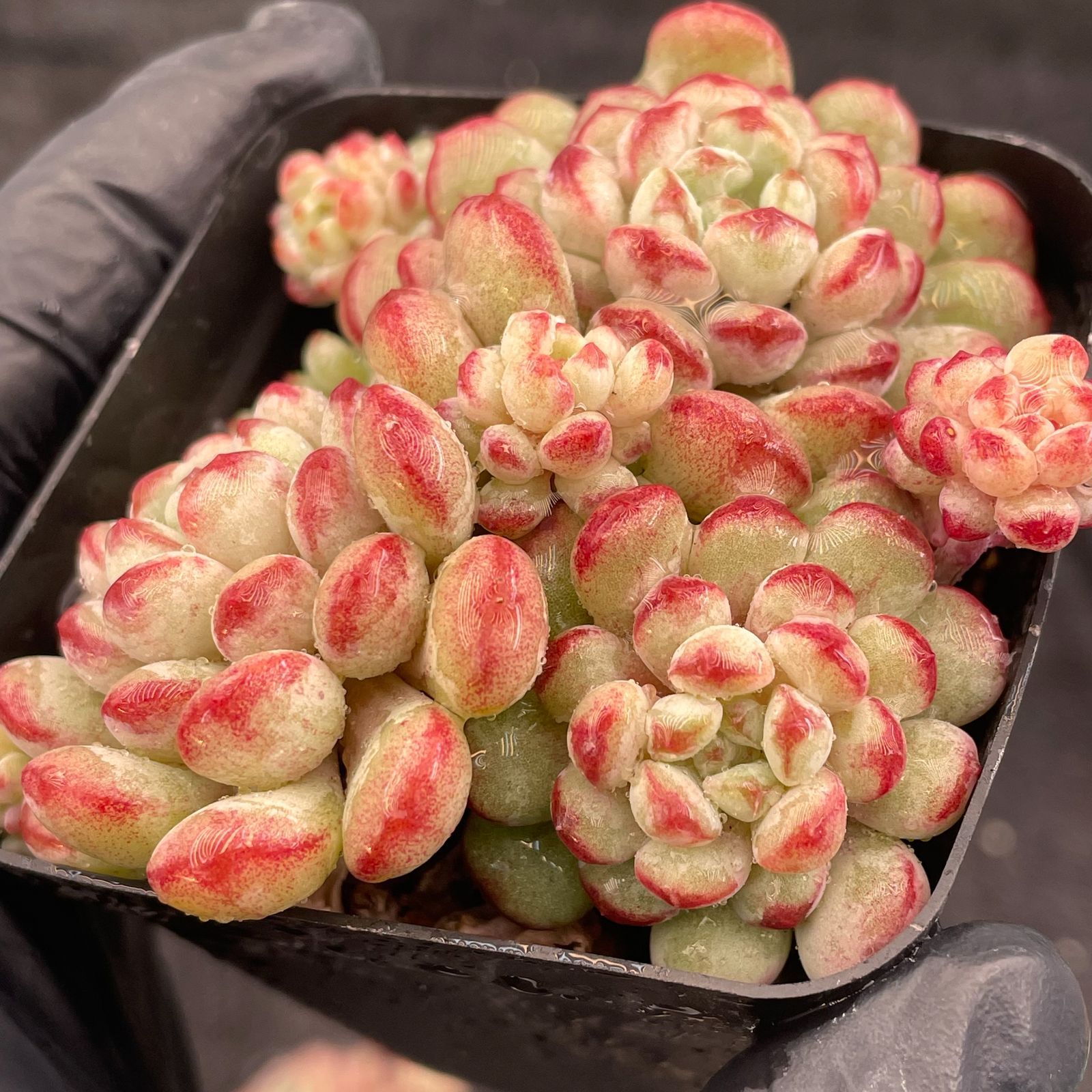 多肉 琵琶 抜き苗 琵琶 多肉植物抜き苗根付き - メルカリ