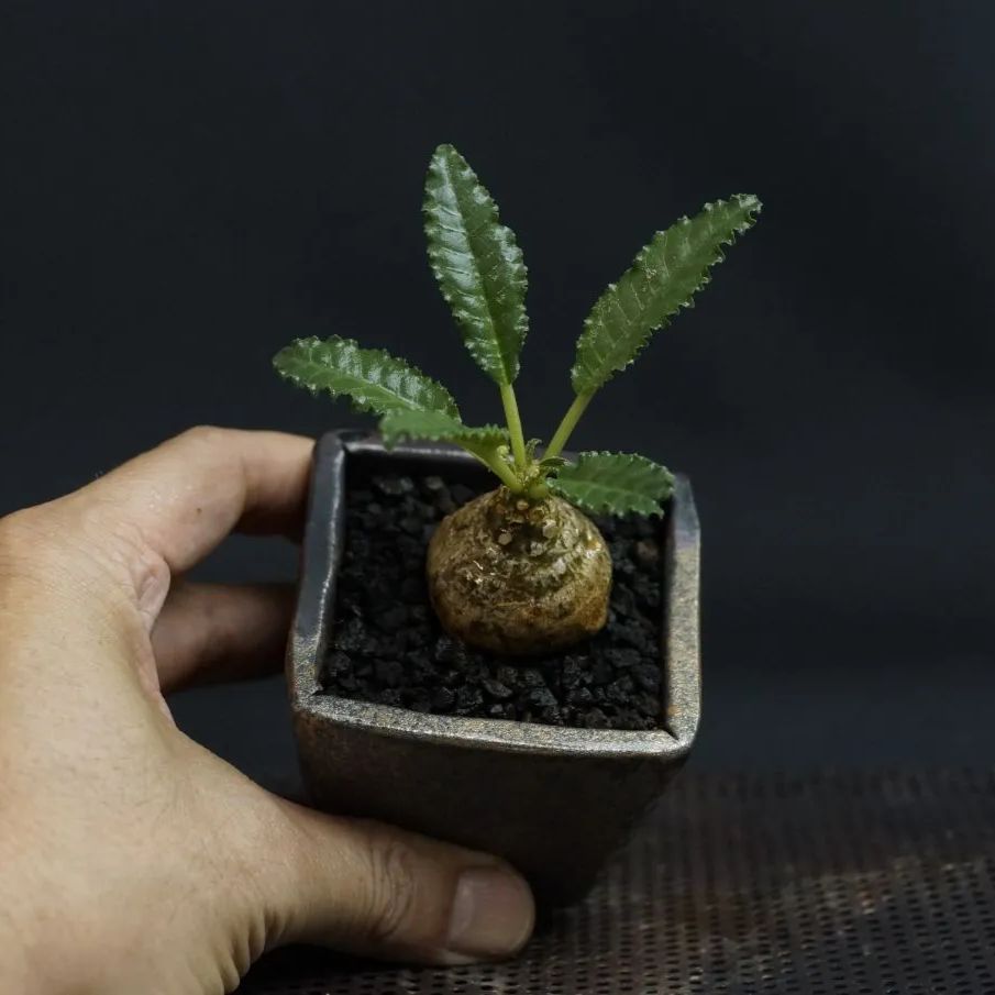 Dorstenia lavrani hybrid