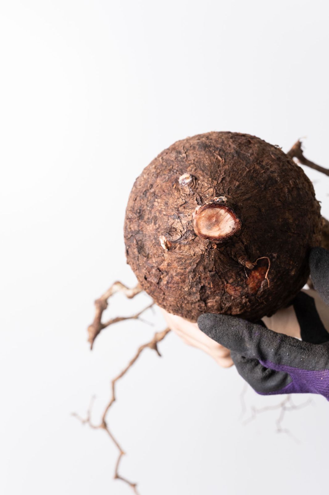 MP173 オペルクリカリア パキプス コーデックス ベアルート株 kk116