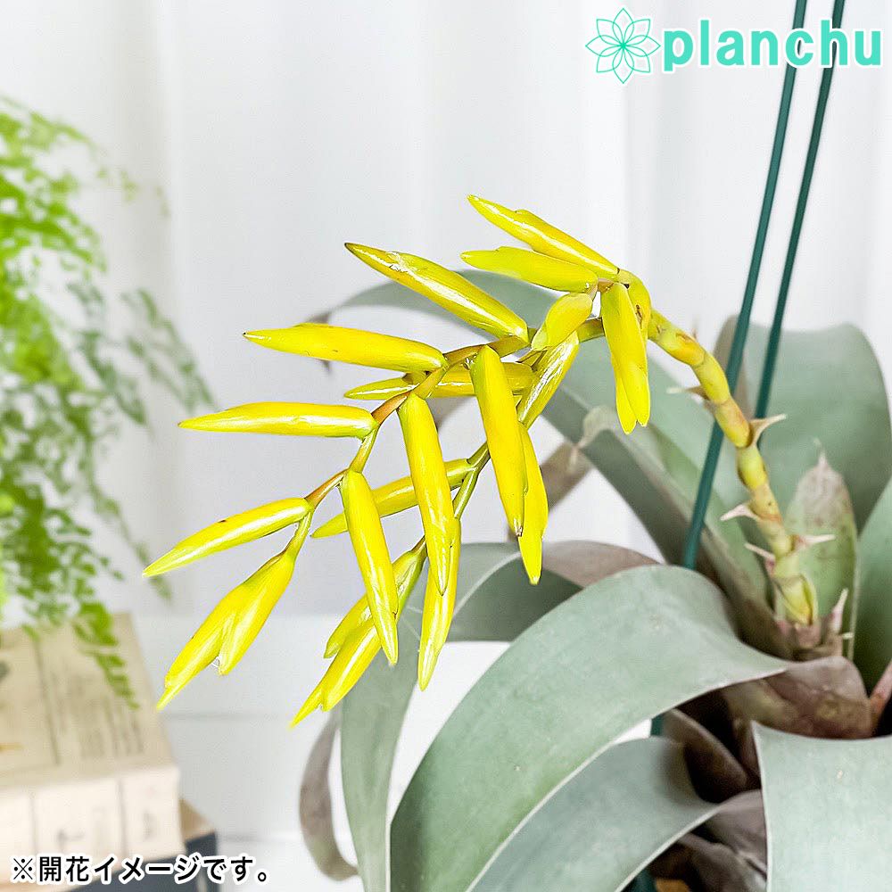 PLANCHU 観葉植物 フリーセア サウンデルシー 4号鉢 受け皿付き 育て方 