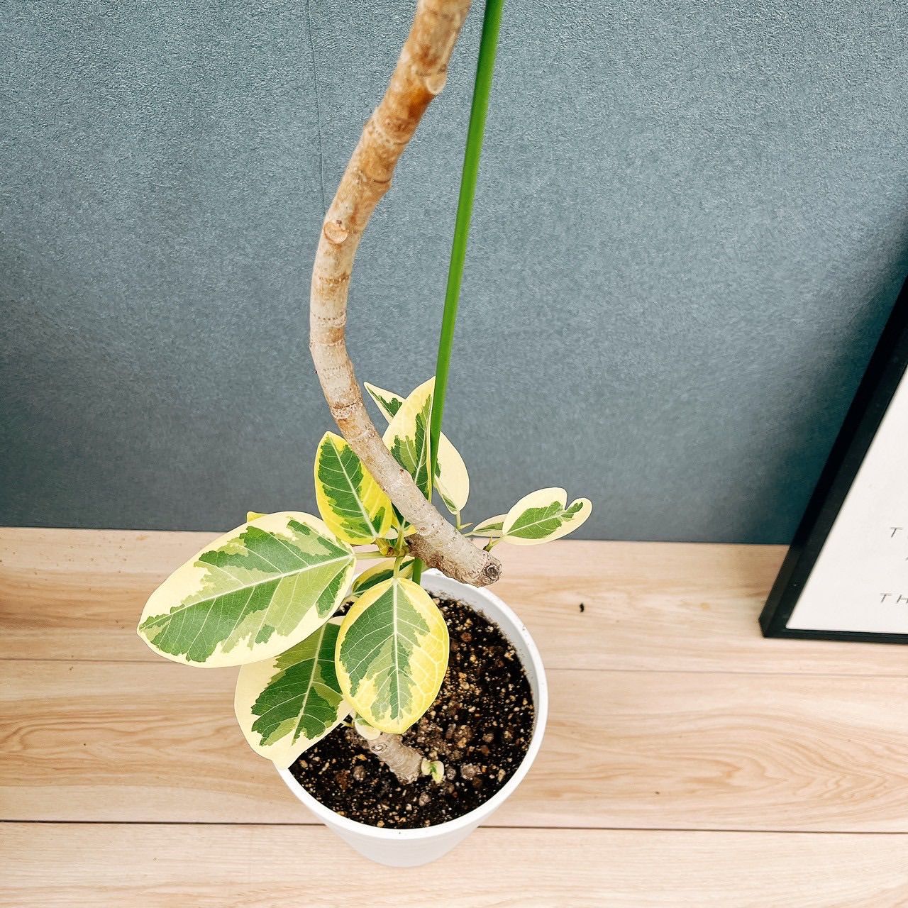 フィカス アルテシマ 曲がり 3 観葉植物 室内 大型 フィカス ゴムの木