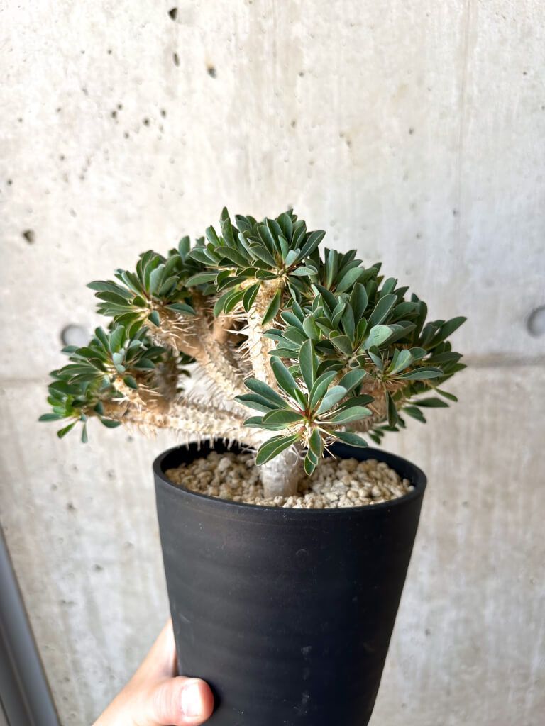 ボスウェリア ソコトラナ / 発根済み・海外実生 // Boswellia