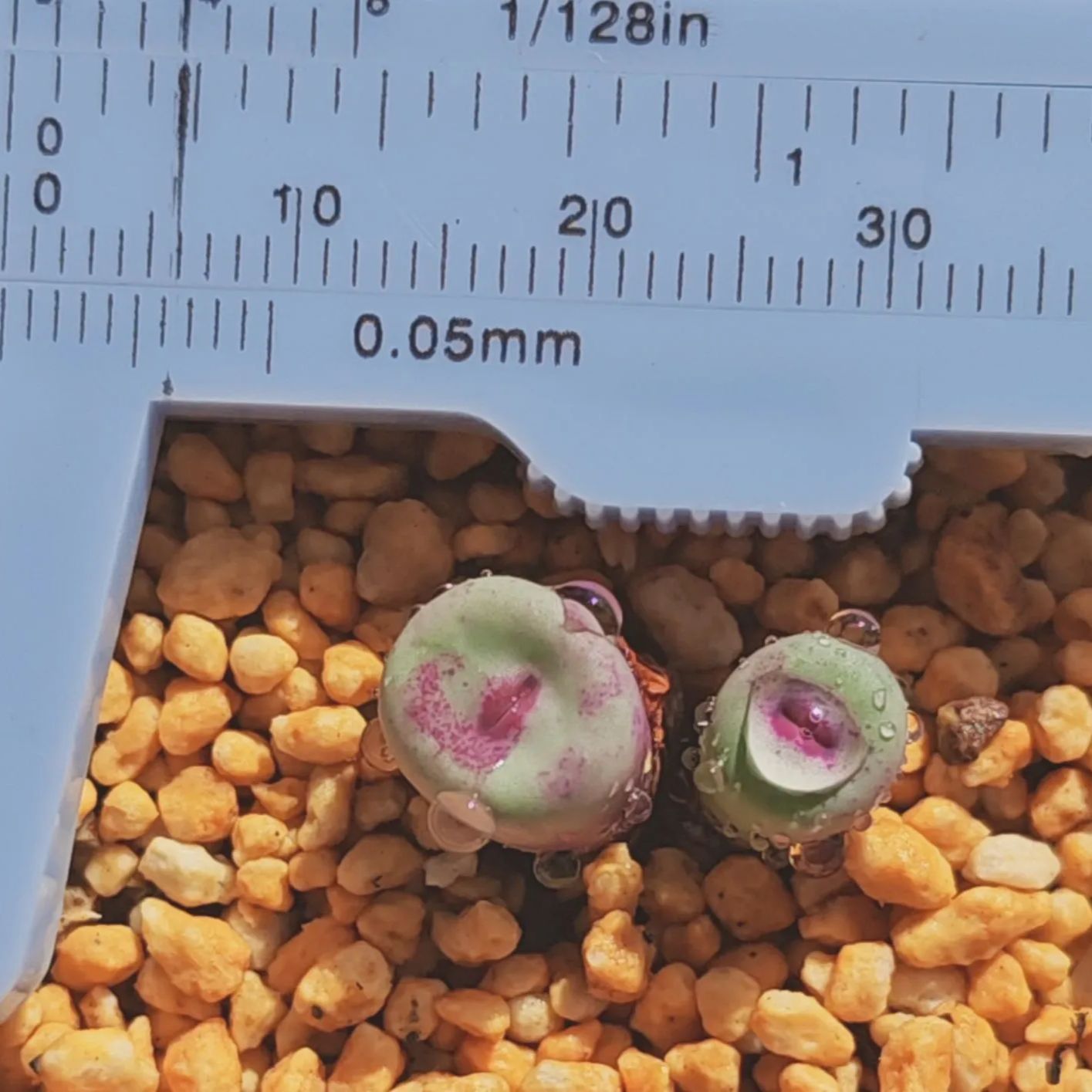コノフィツム　大型pageae ポットごと（群生株) コノフィツム 大型pageae ポットごと（群生株)