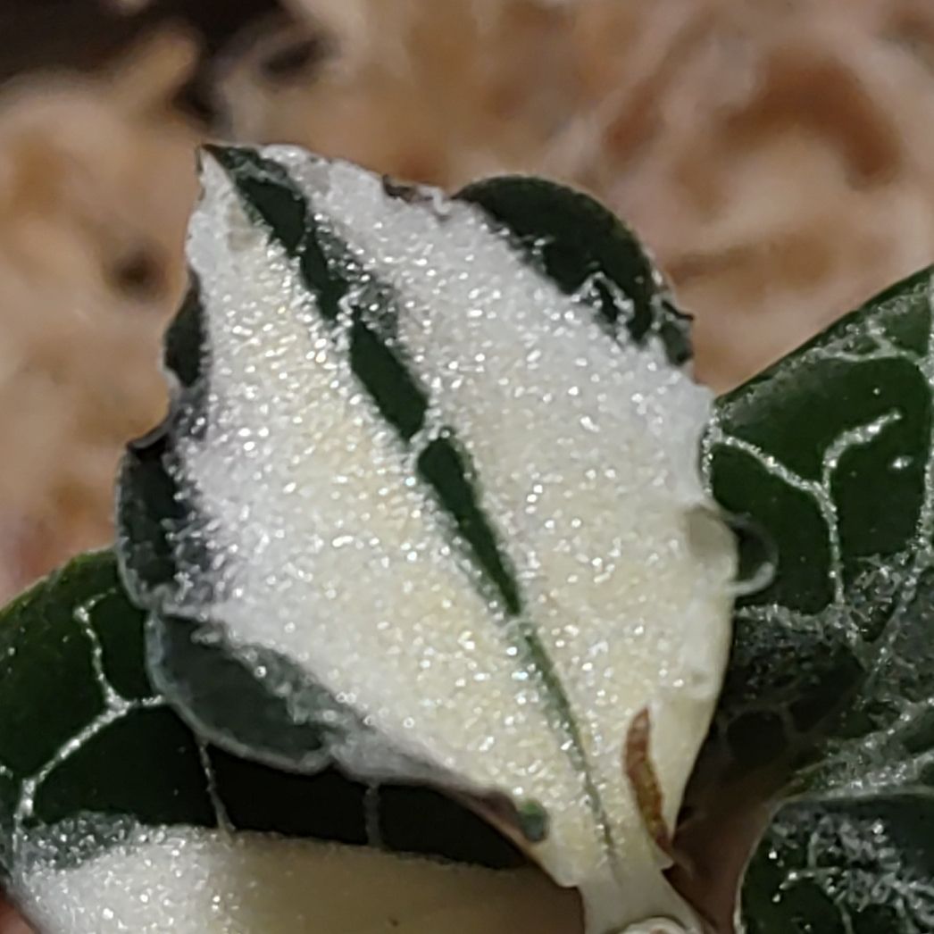 観葉植物 ジュエルオーキッド,アネクトキルス中透斑