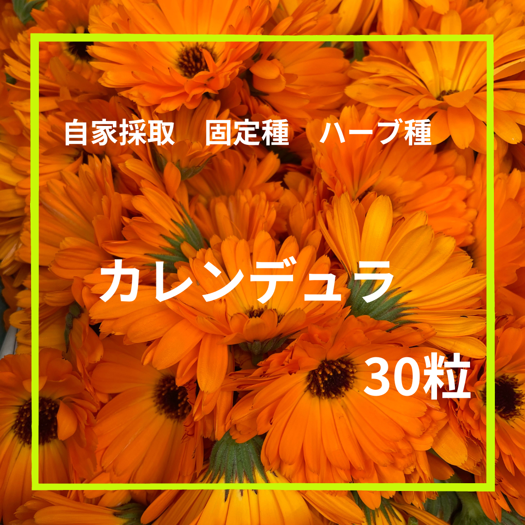 春の新作シューズ満載 <br><br>カレンデュラ2<br> ポットマリーゴールド <br>ハーブ種 ポット・マリーゴールド(カレンデュラ)/ハーブの種・西洋野菜