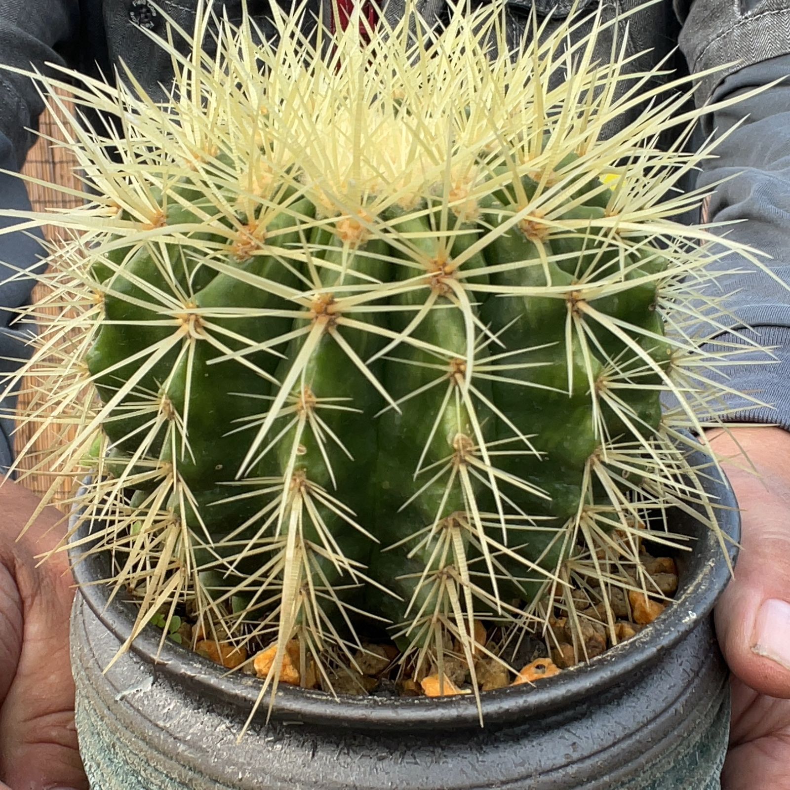 【現品】サボテン・キンシャチ　金鯱　10号　ＴＢ番 現品】サボテン・キンシャチ 金鯱 10号 TB番 OMI☆の1 金鯱12