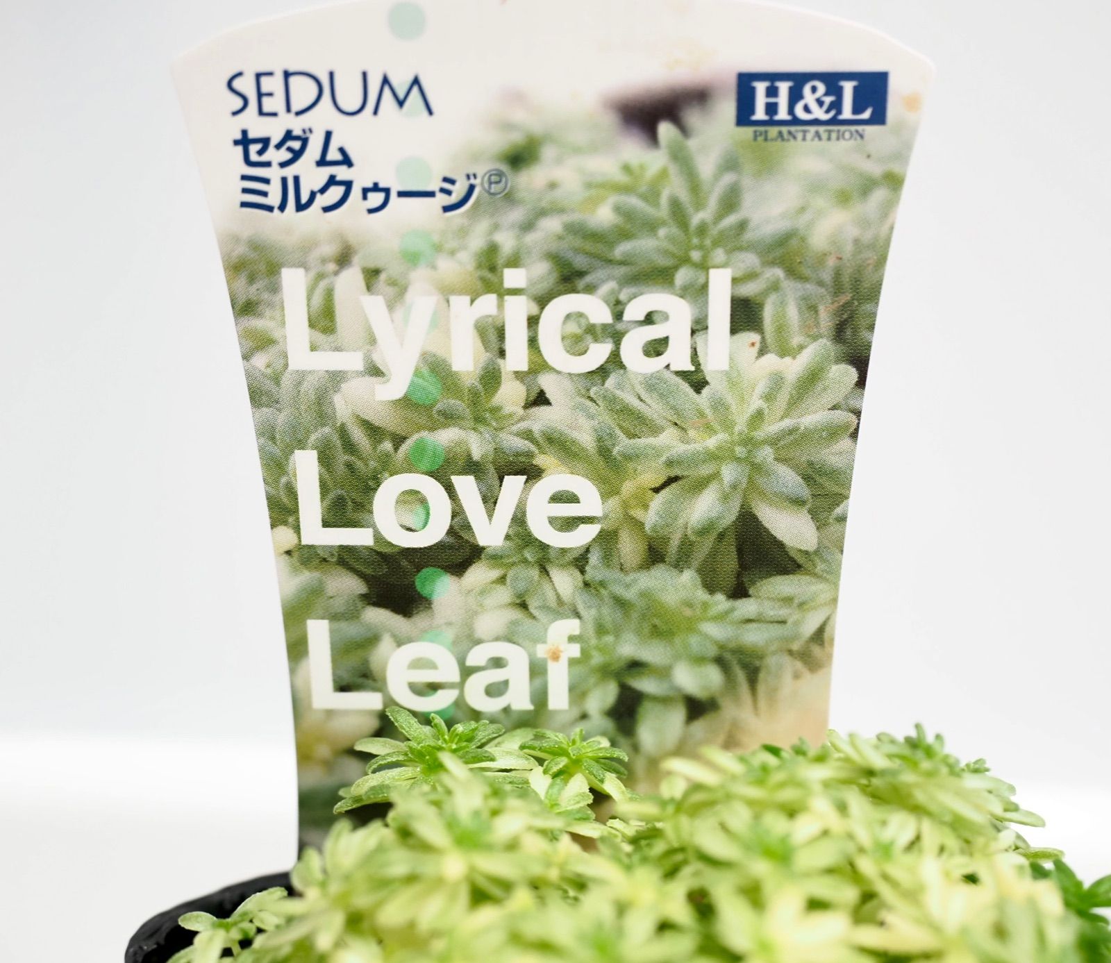 多肉植物 斑入りセダム ミルクゥージ正規品ラベル付抜き苗