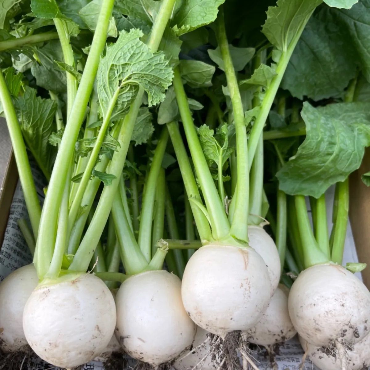 9種類‼️お買い得‼️野菜詰め合わせセット‼️１００サイズ‼️もものすけ入り‼️