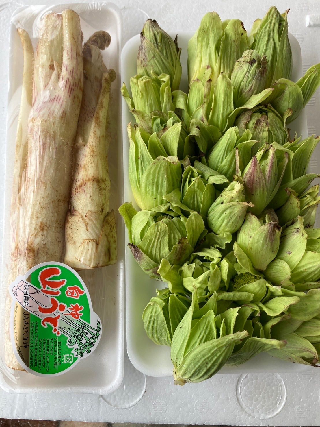 秋田県 天然 朝どれ ふきのとう - 野菜