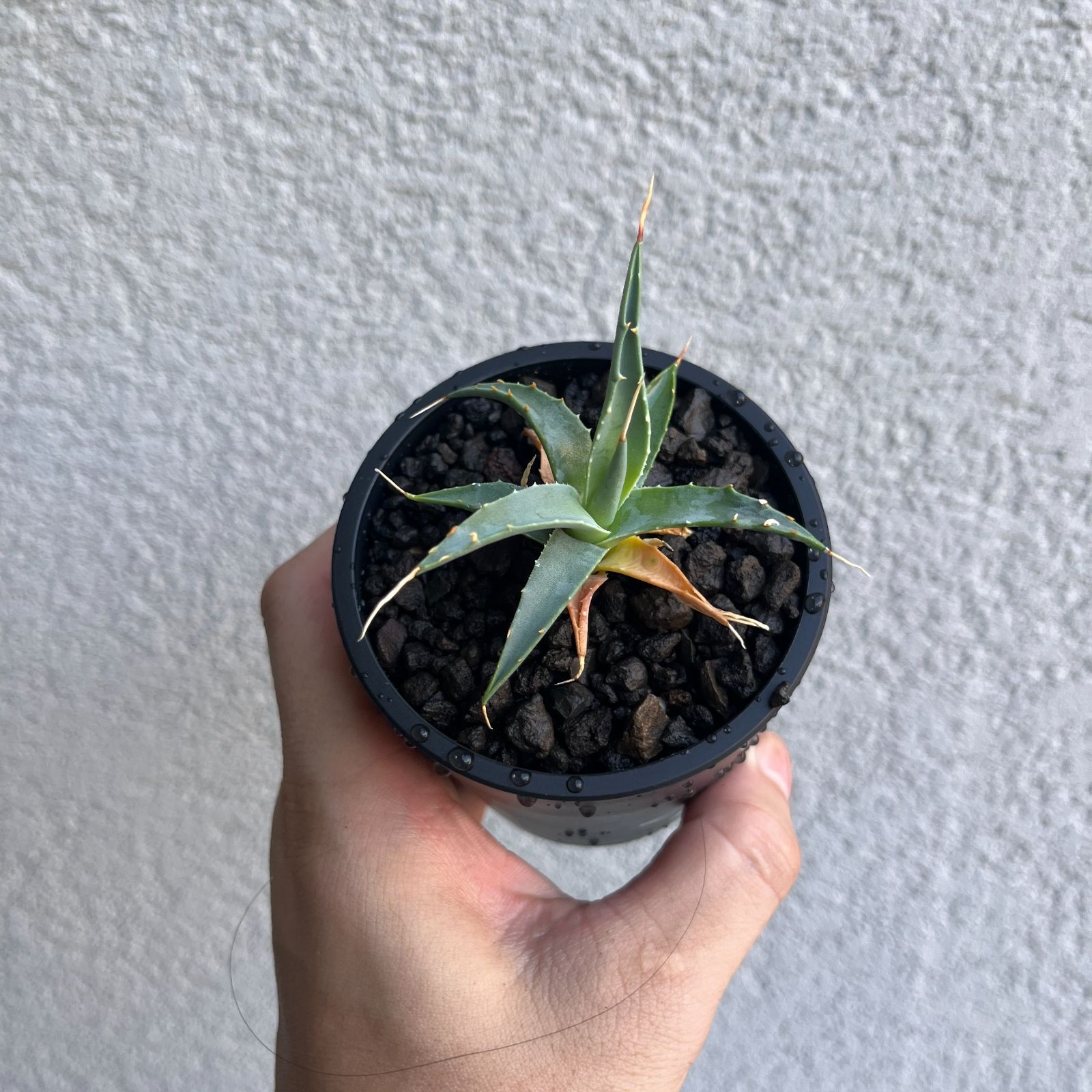 アガベ・ユタエンシスエボリスピナ 実生株3年目｜Agave