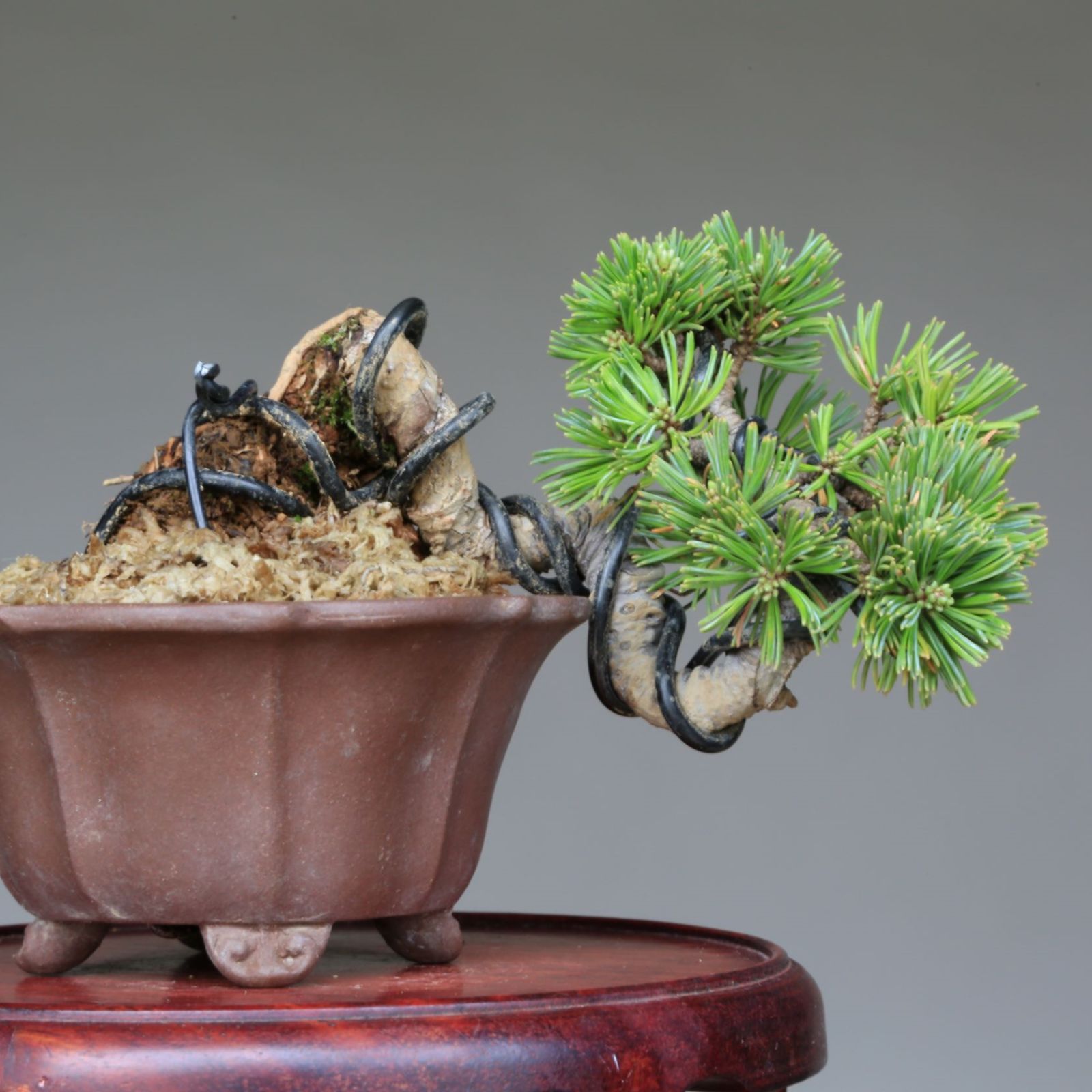 五葉松 五葉松盆栽 葉性抜群 太幹