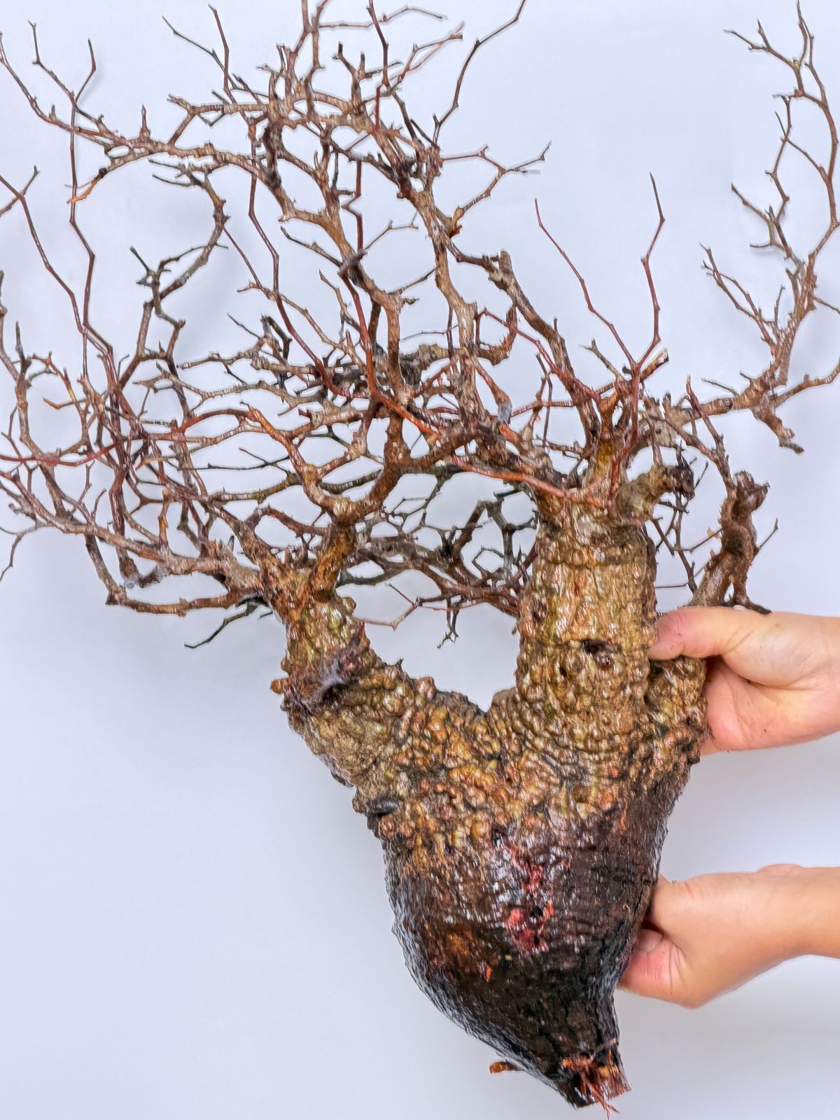 A5 Maison de Madagascar オペルクリカリア パキプス ベアルート株 マダガスカル選抜株 Operculicarya pachypus パキプス コーデックス