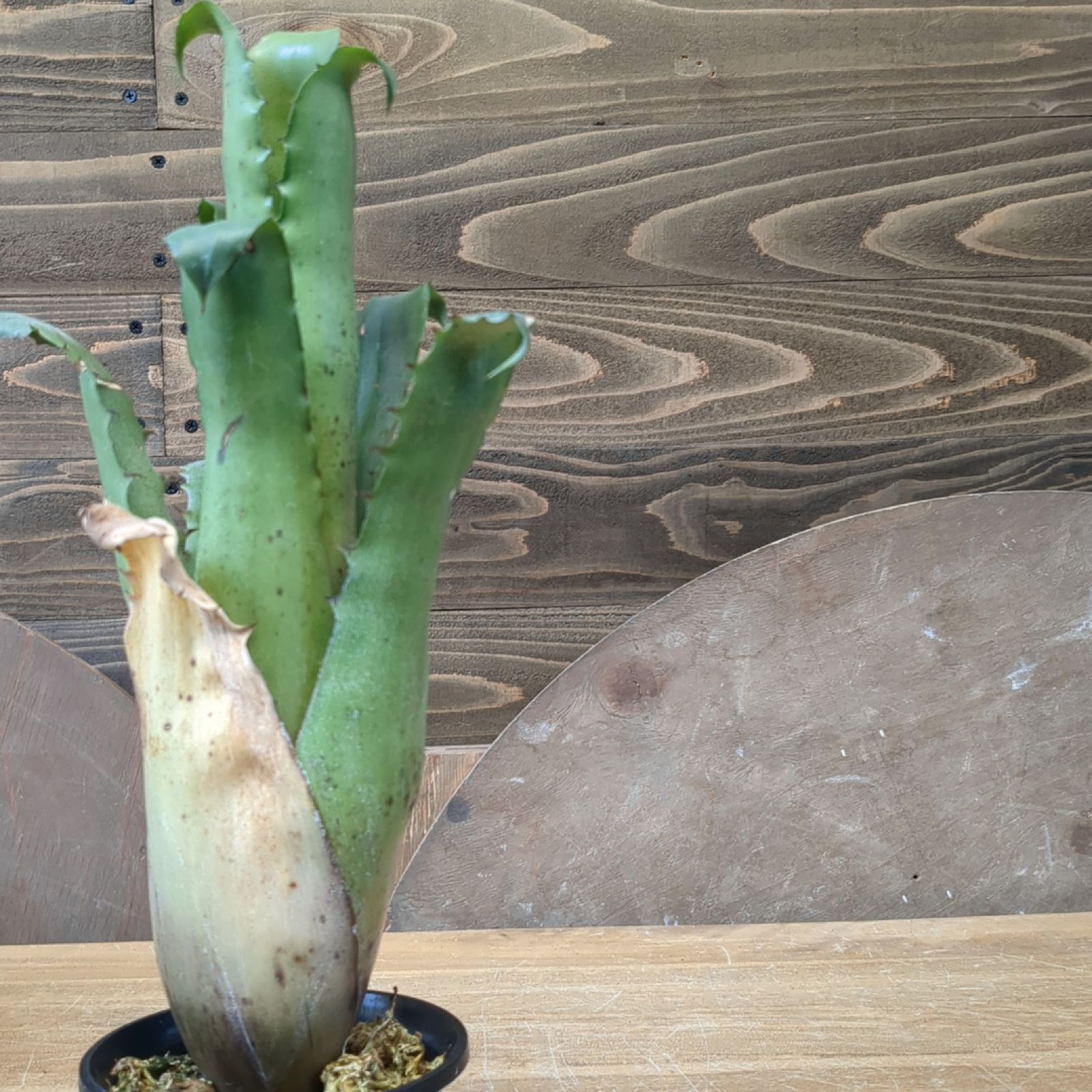 ホヘンベルギア☆hohenbergia sp magnispina A