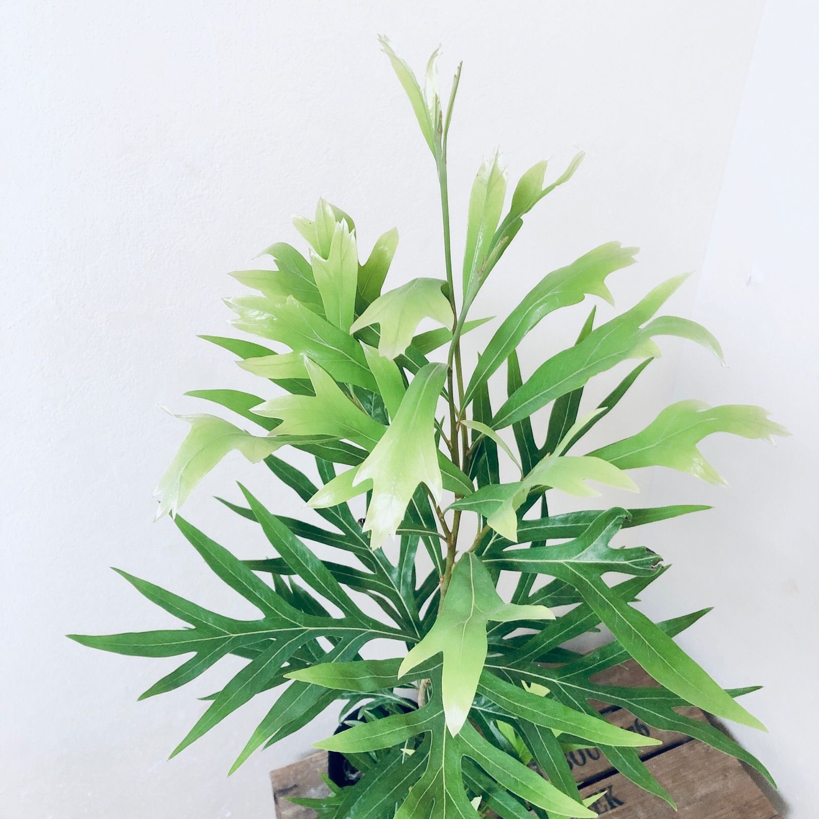 グレビレア ゴールド バイレアナ 苗・苗木 大苗 鉢植え ドライ
