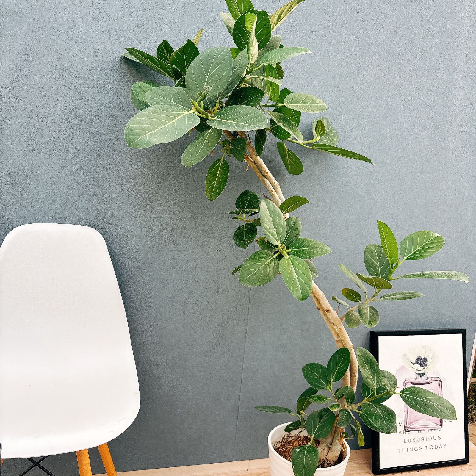 ［現品］3番　フィカス　ベンガレンシス　曲がり　8号　観葉植物　室内　大型 現品］3番 フィカス ベンガレンシス 曲がり 8号 観葉植物 室内