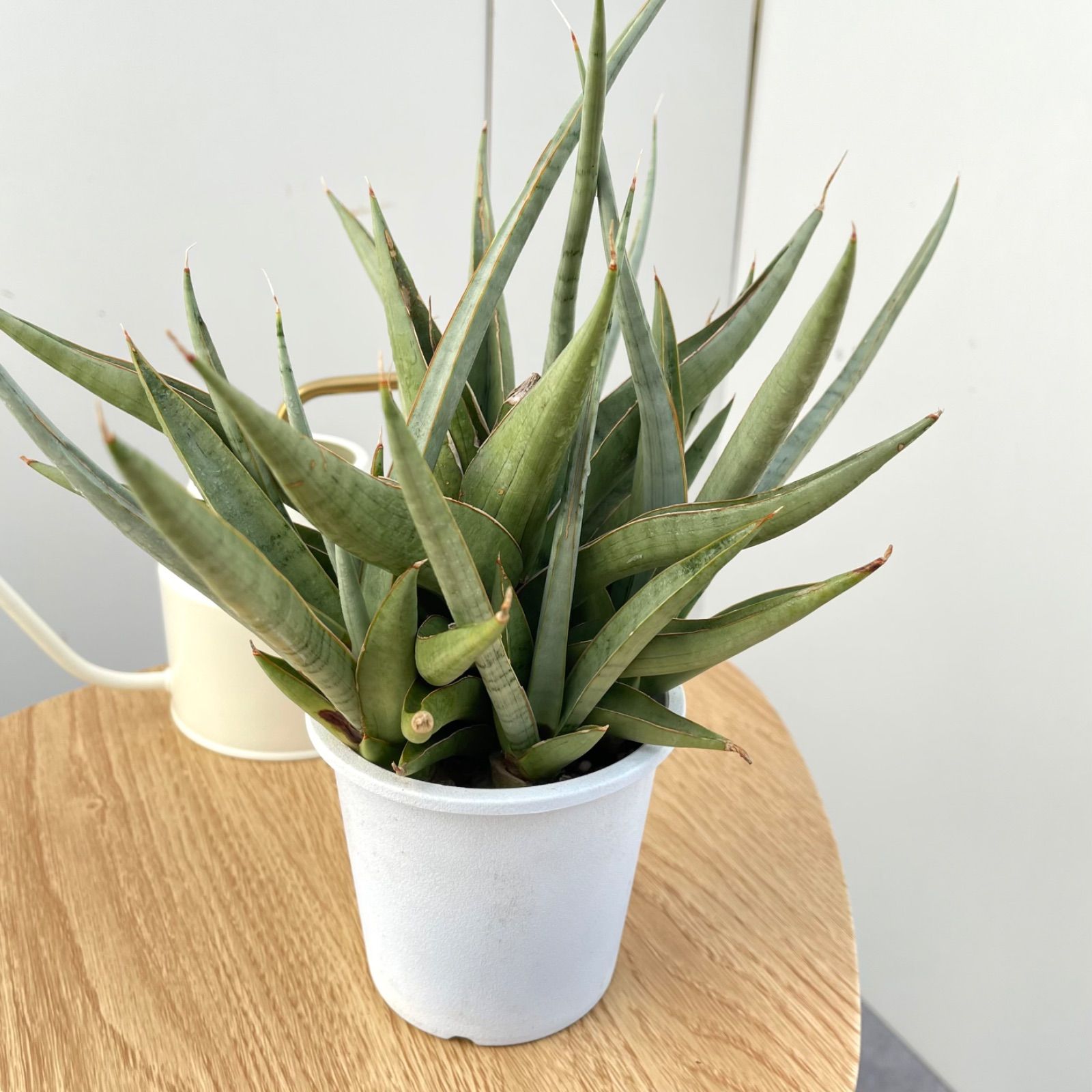 サンスベリア バイビット【現品】☆希少☆ 観葉植物 室内 - メルカリ