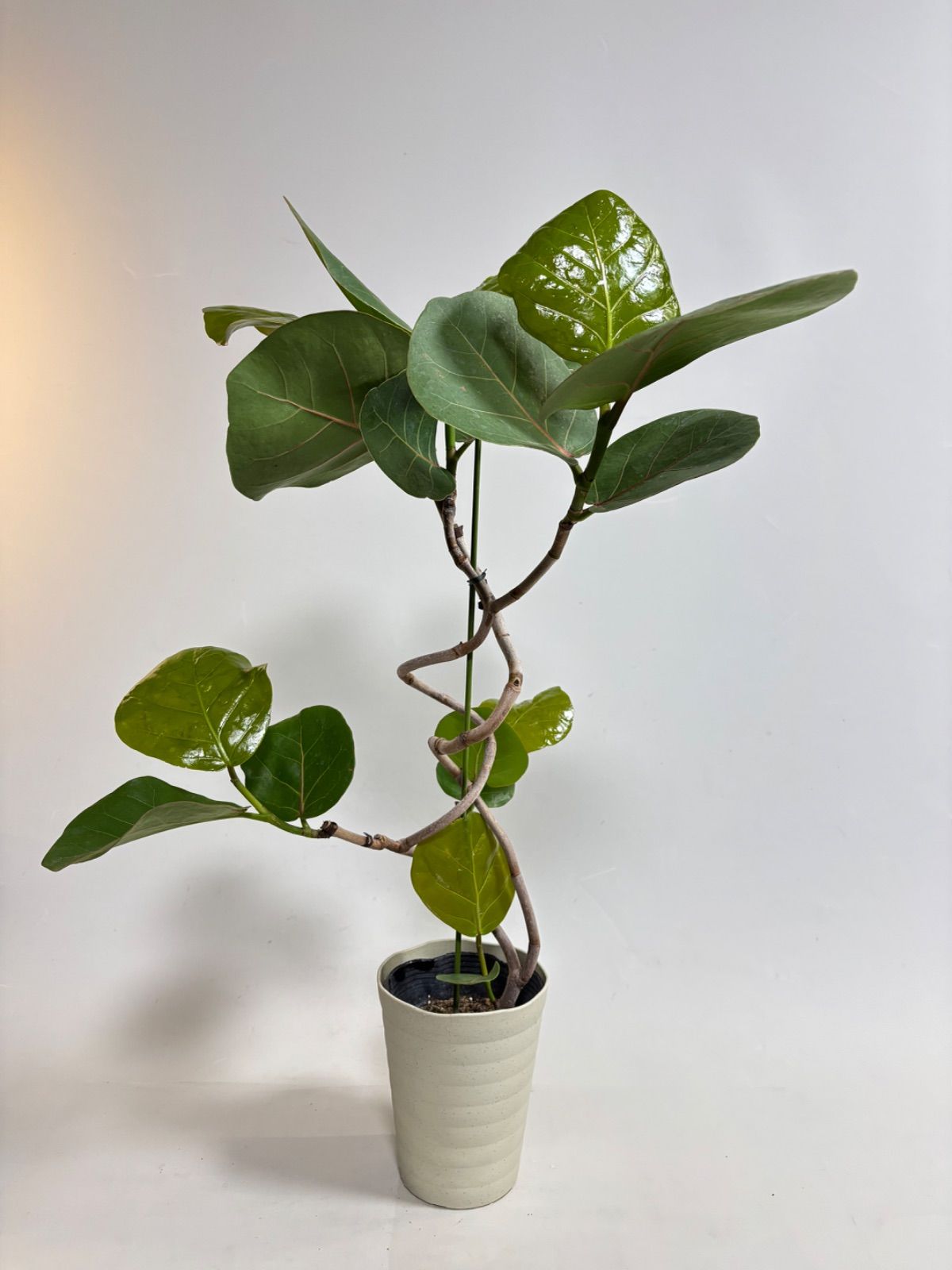 ☆希少☆ レア 観葉植物 オシャレ シーグレープ スパイラル 4寸 グリーン ✨️観葉植物 シーグレープ✨️希少 風水植物 スパイラル