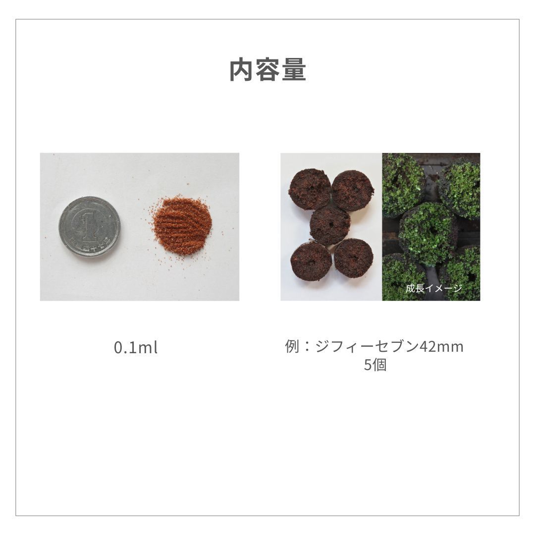 胞子] Luna ビカクシダ - メルカリ